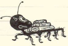 an ant